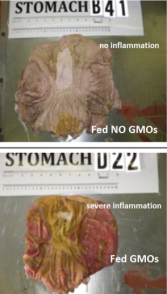 One of the claims of the study is that pigs fed GMOs suffer from gross inflammation of the gut